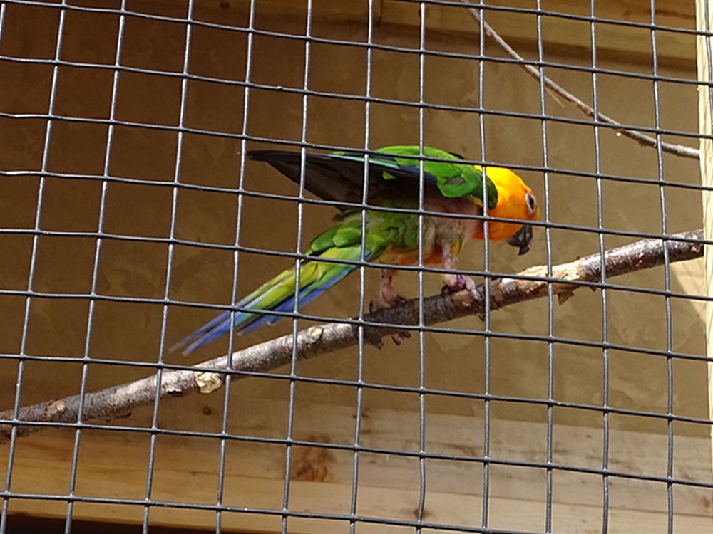 Bird the Ark Encounter