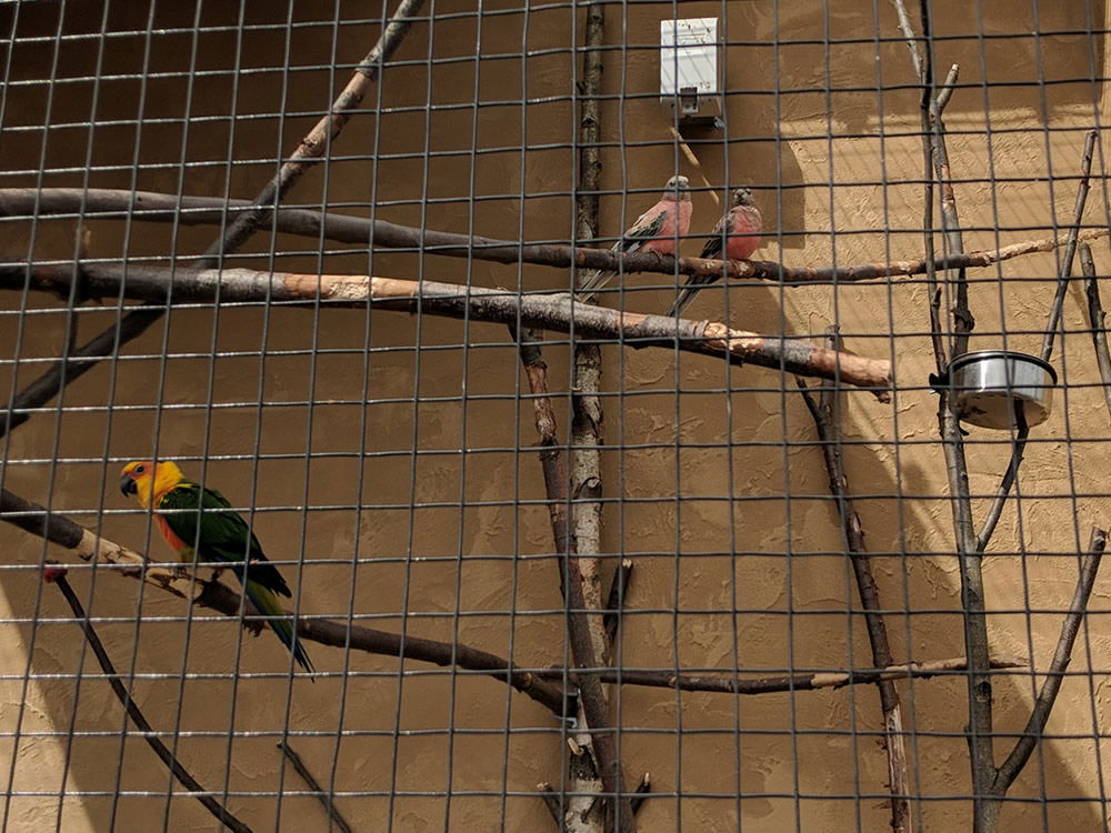 Birds at the Ark Encounter