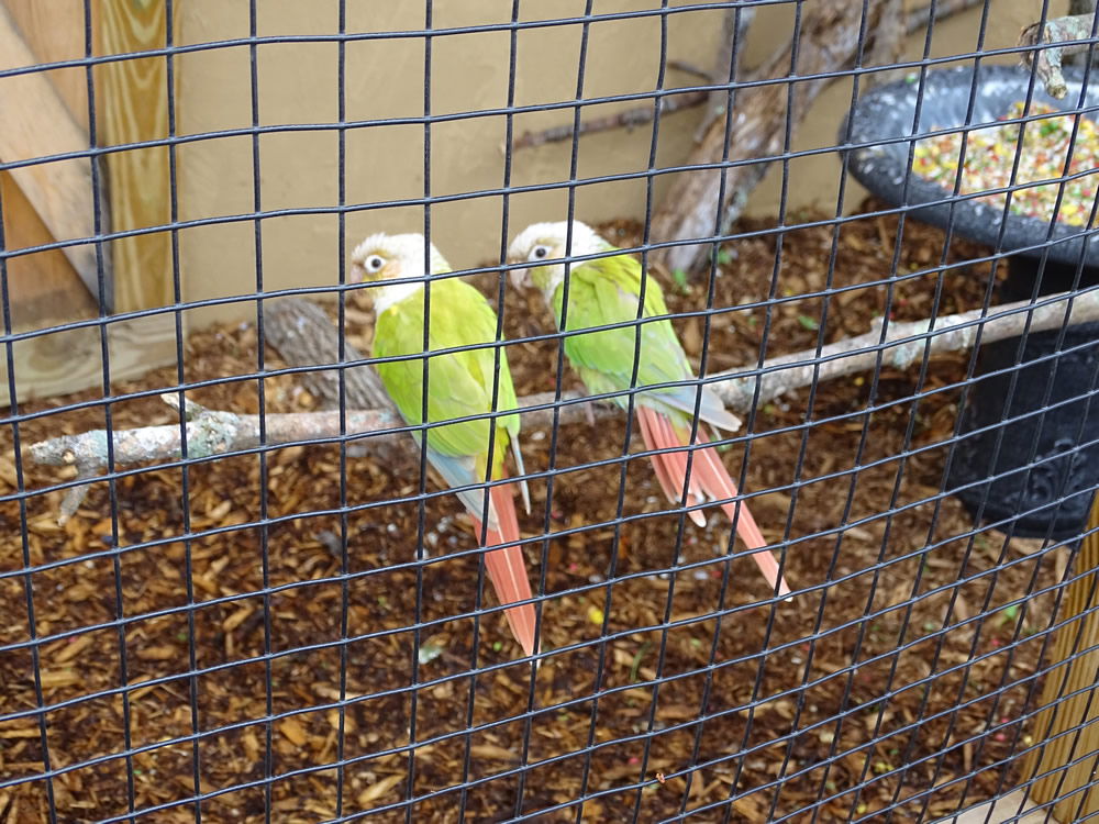 Birds at the Ark Encounter