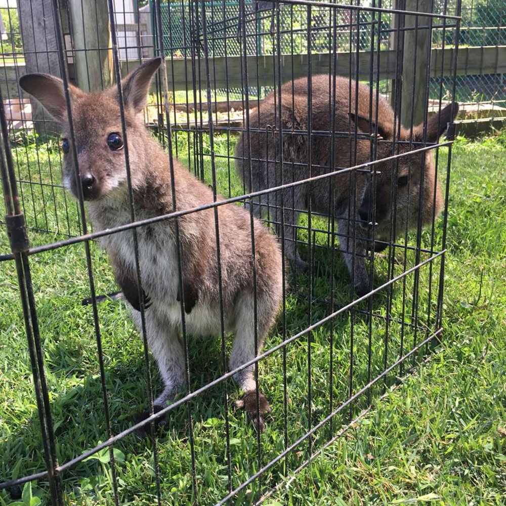 Boomer and Skippy in Enclosure