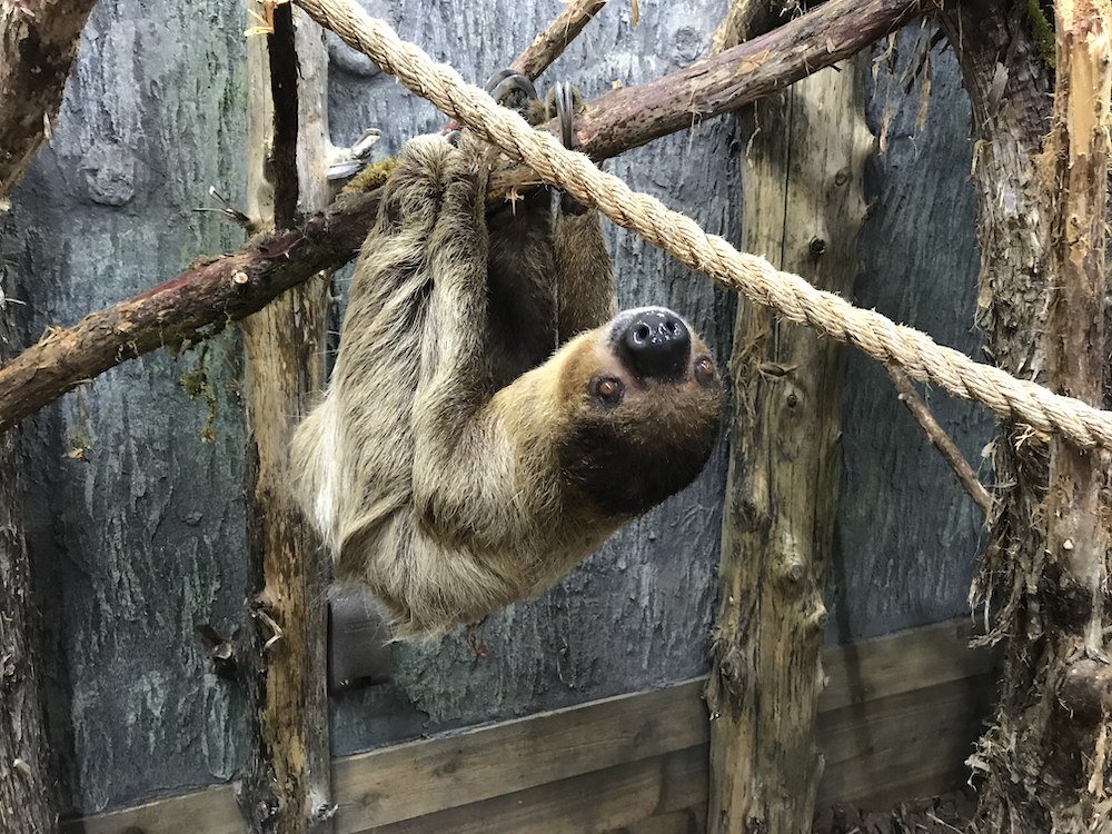 Sloth Hanging