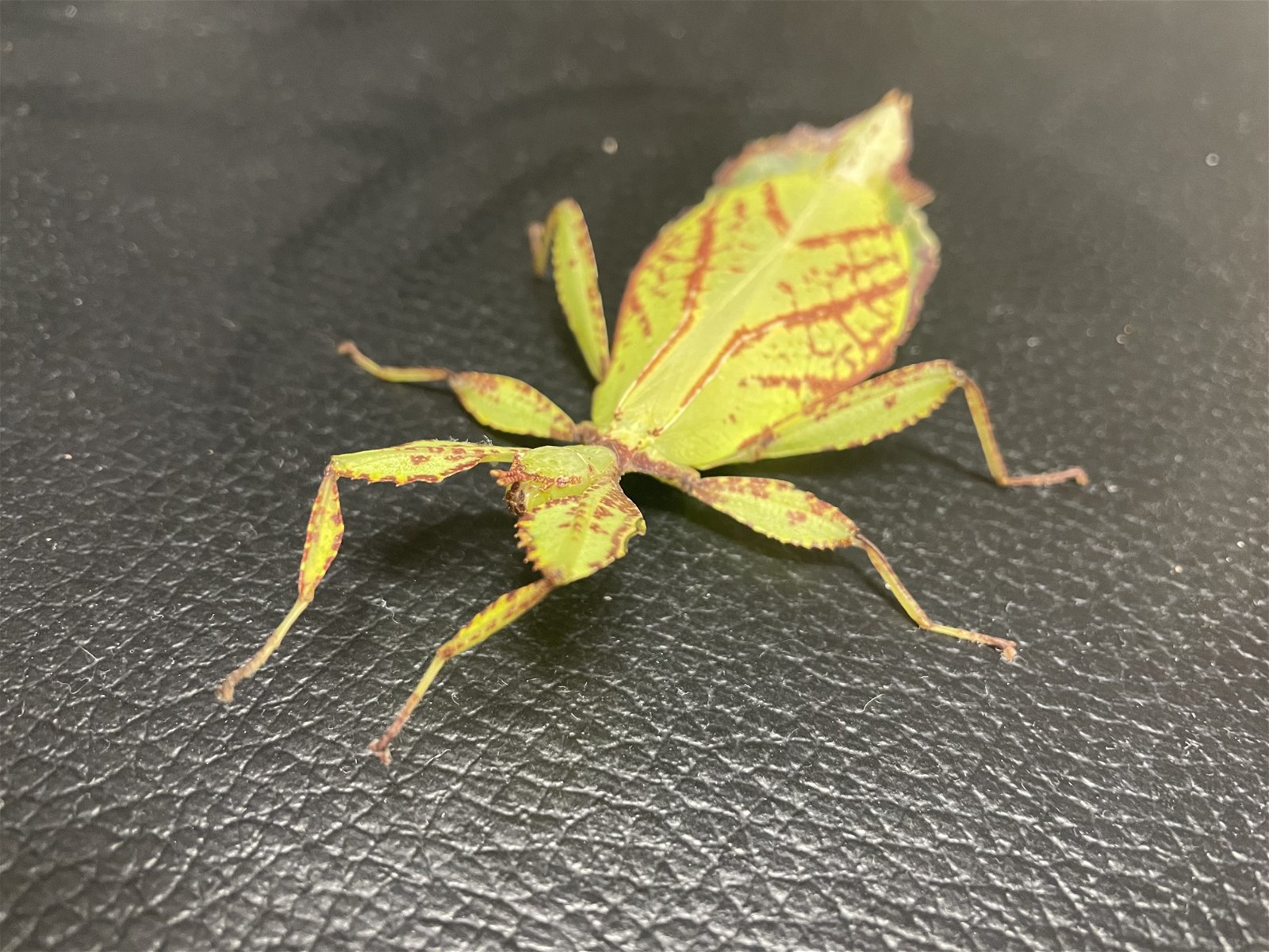 Phlippine Leaf Insects