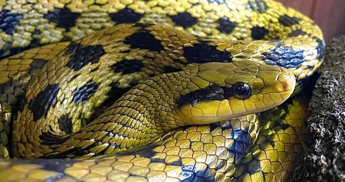 Delilah, Taiwan beauty snake