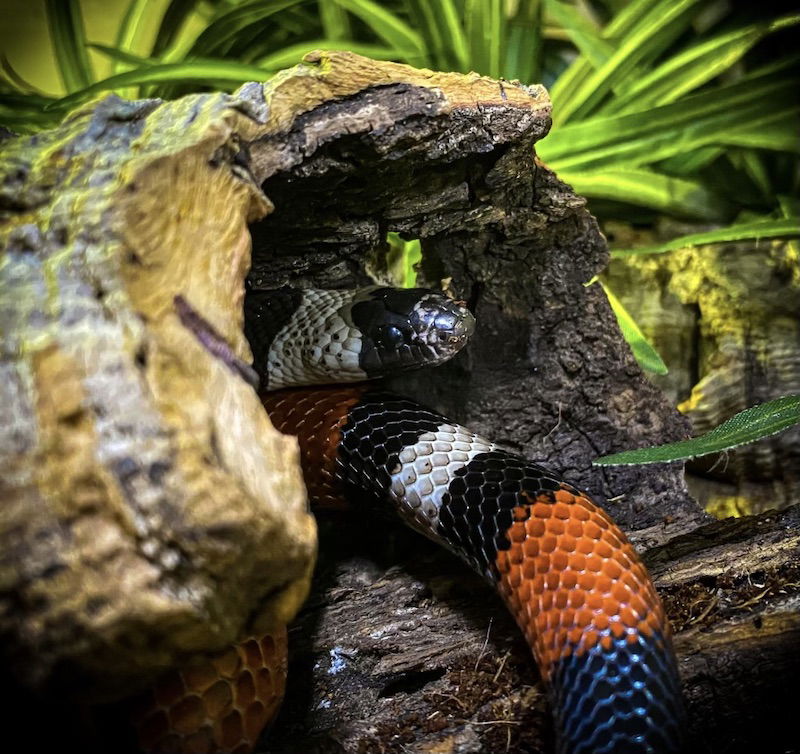 Rahab, Pueblan milk snake