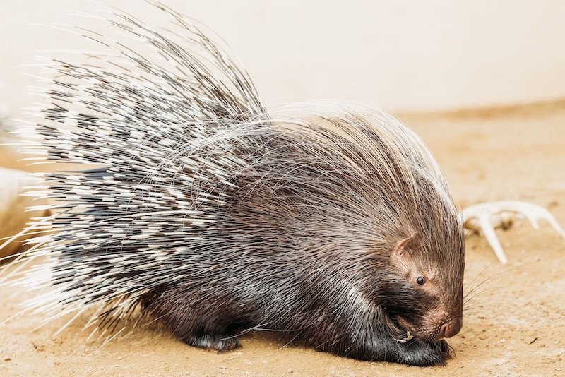 African-crested porcupine