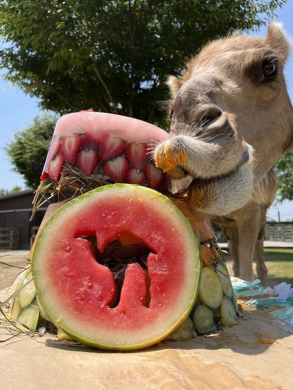 Gomer the camel eating