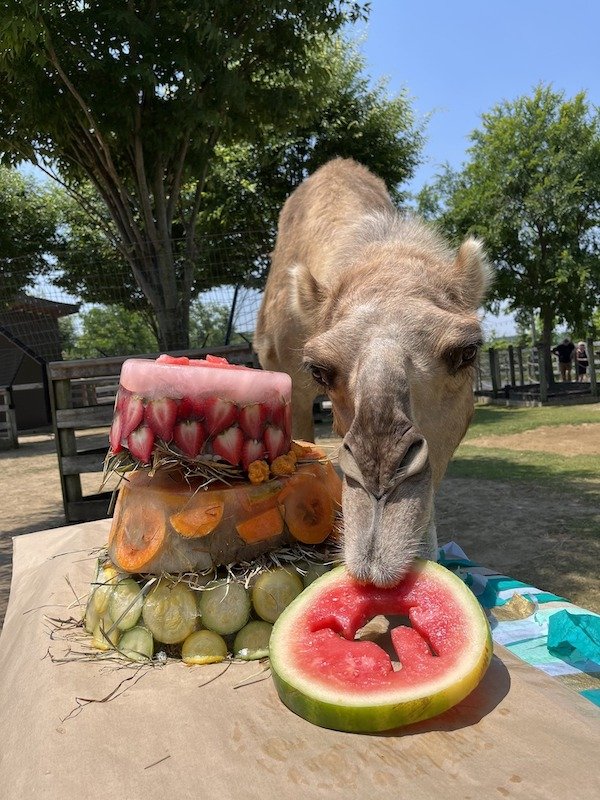 Gomer the camel eating