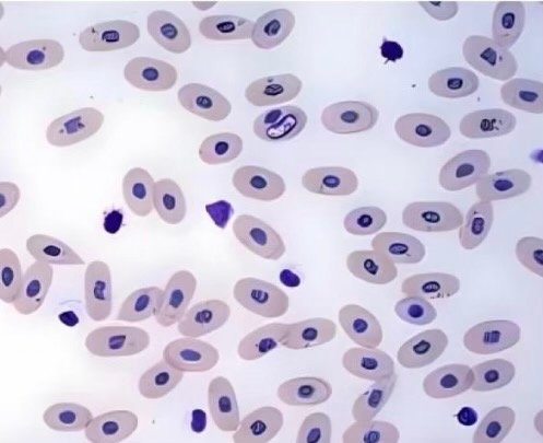 Boa blood cells