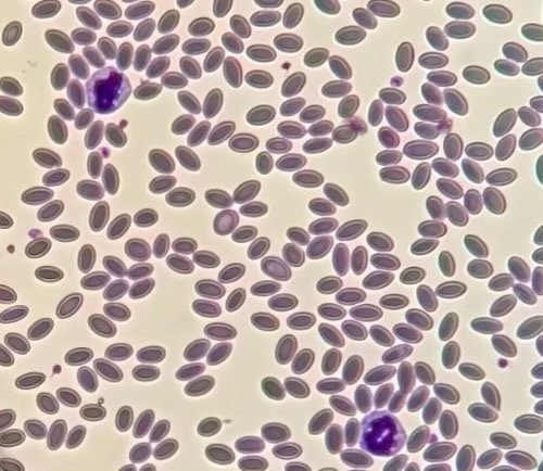 Camel blood cells
