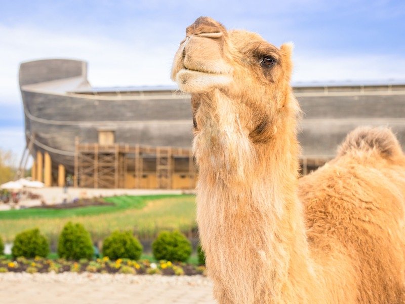 Gomer the camel
