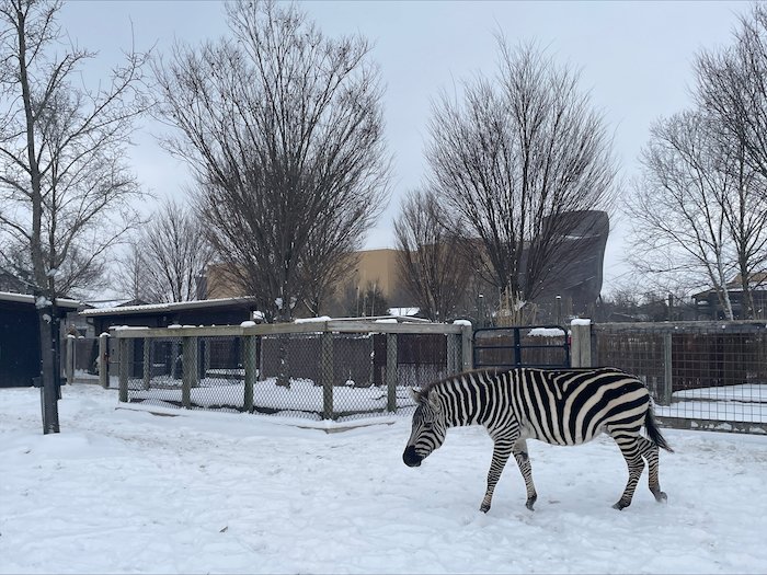 Zebra in the snow