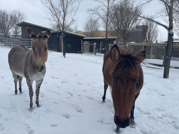Zorse and zonkey in the snow