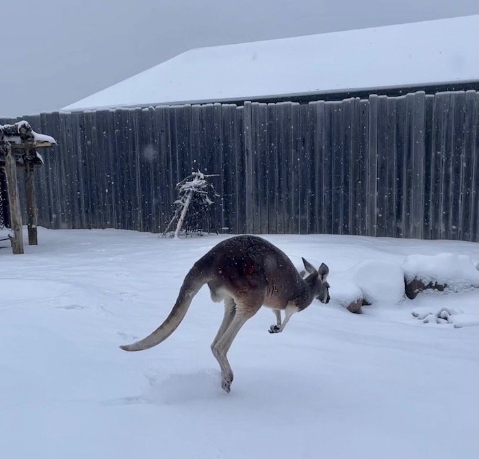 Kangaroo in the snow