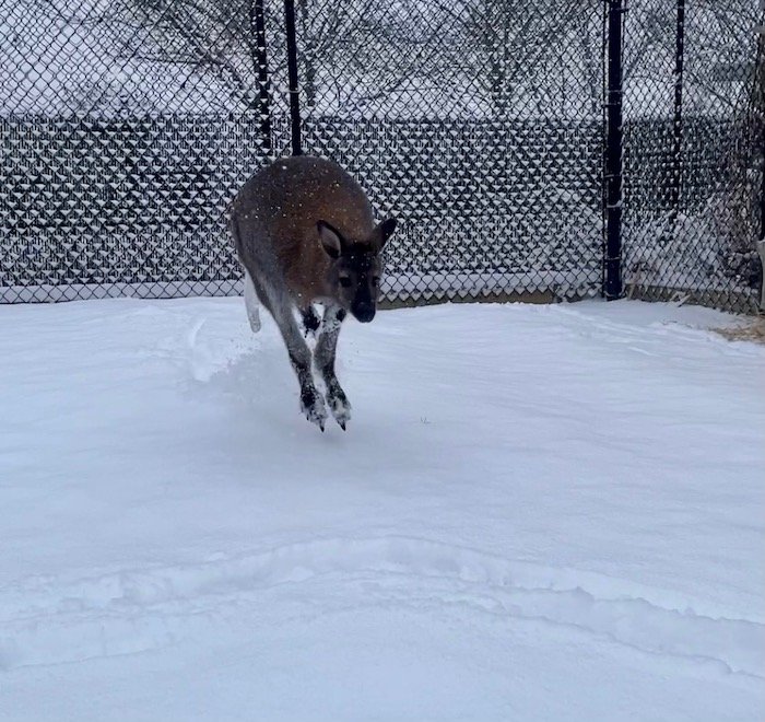 Kangaroo in the snow