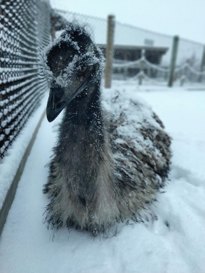 Emu in the snow