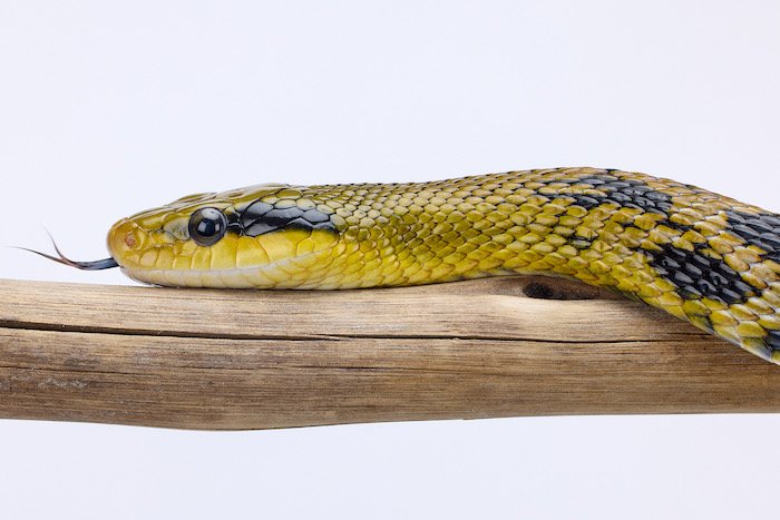 Taiwan beauty snake