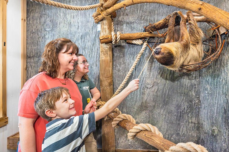 Boy feeding sloth