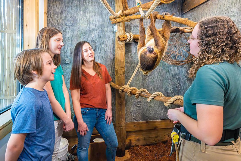 Guests observing sloth