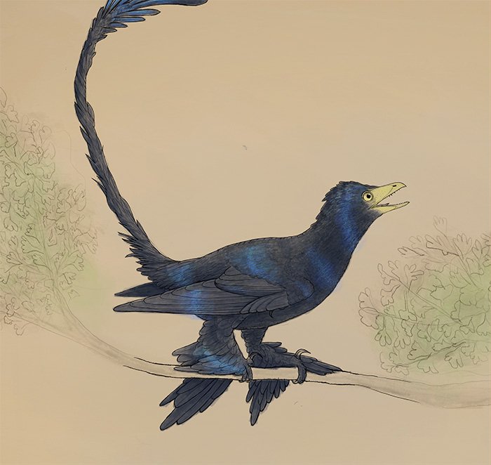 Microraptor illustration