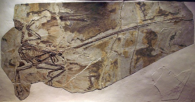 Microraptor fossil