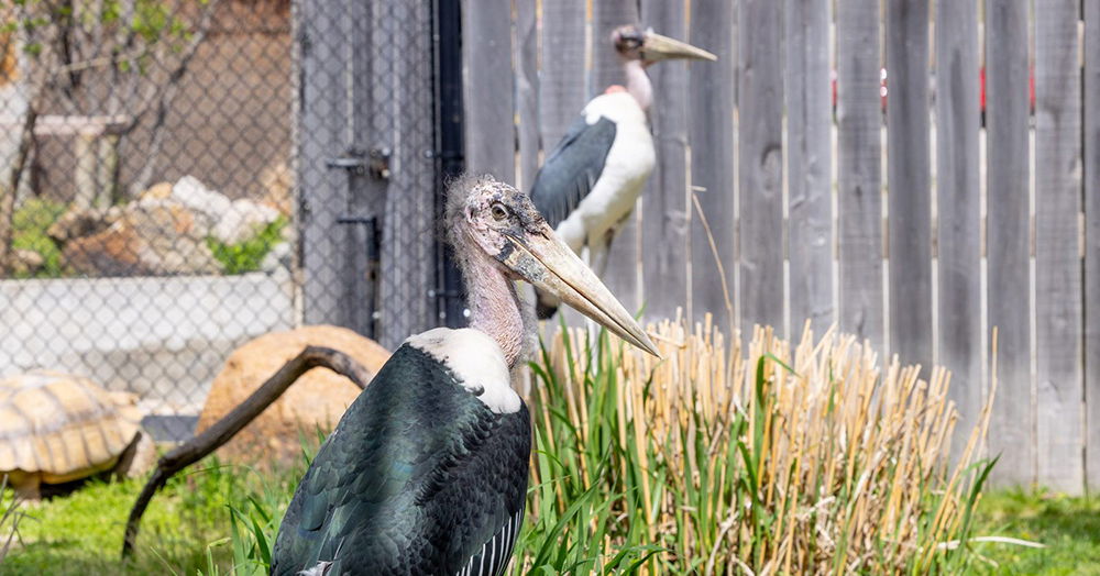 Ark Encounter's New Marabou Storks