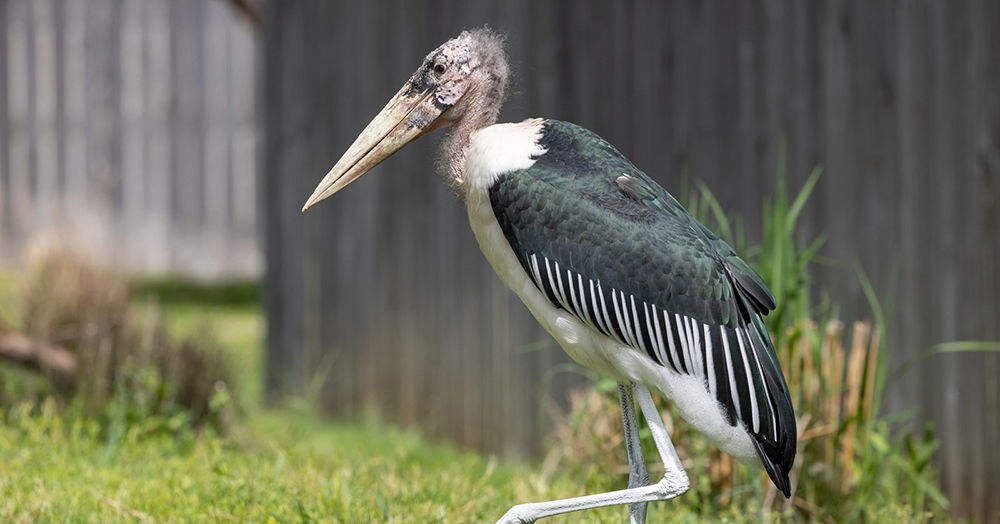 Ark Encounter's New Marabou Storks