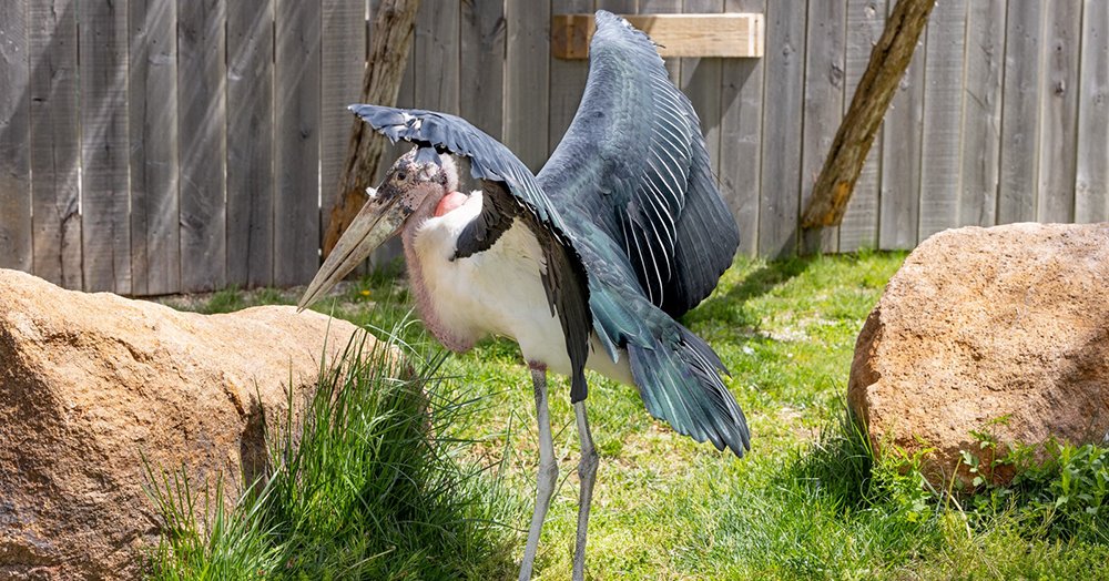 Ark Encounter's New Marabou Storks