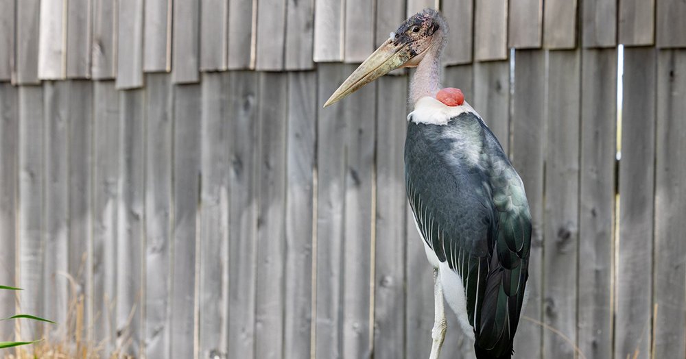 Ark Encounter's New Marabou Storks