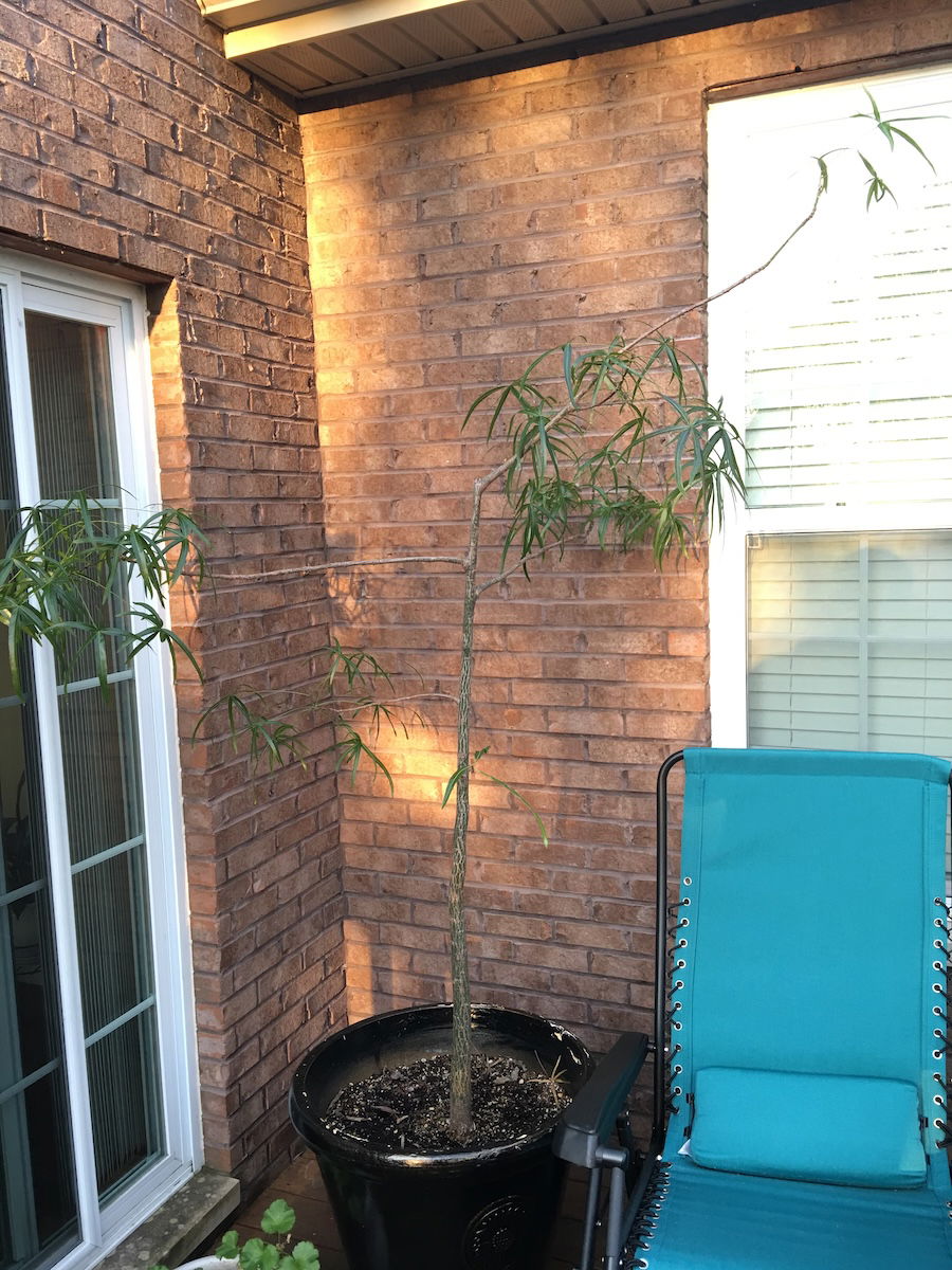 Bottle tree