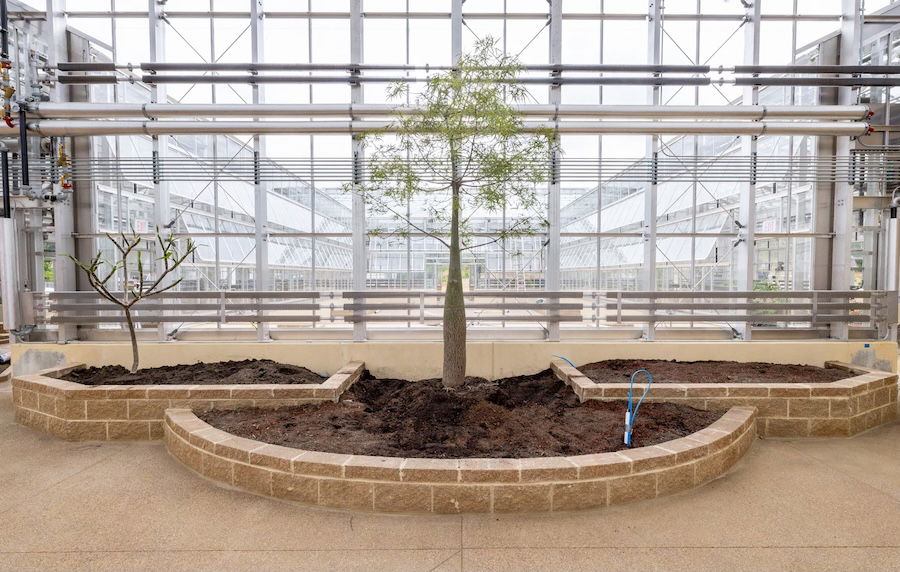 Planted trees in the greenhouse