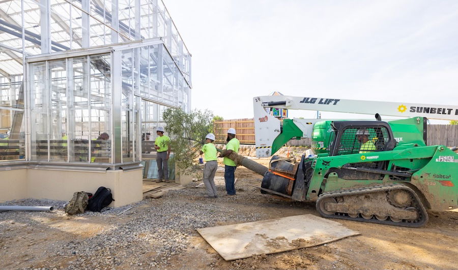 Tree being transported into the greenhouse