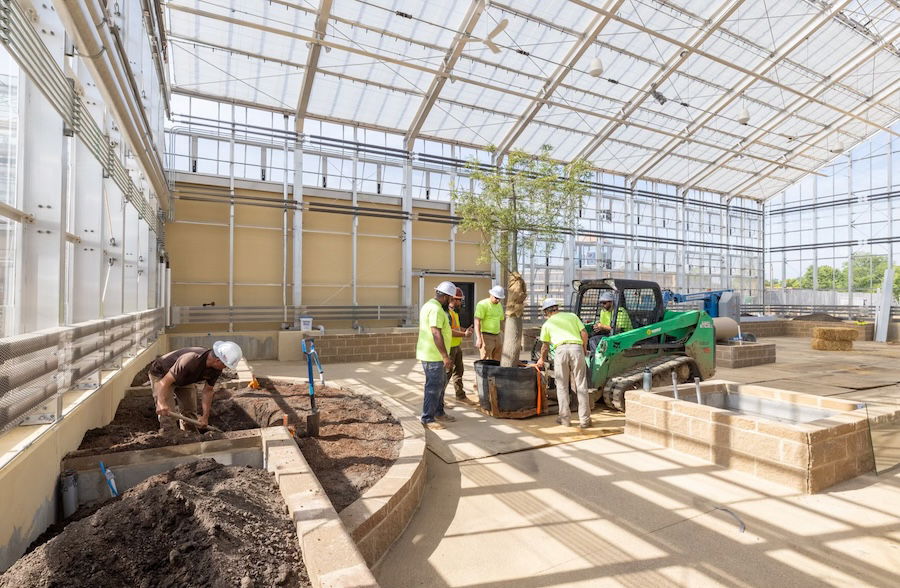 Tree in the greenhouse