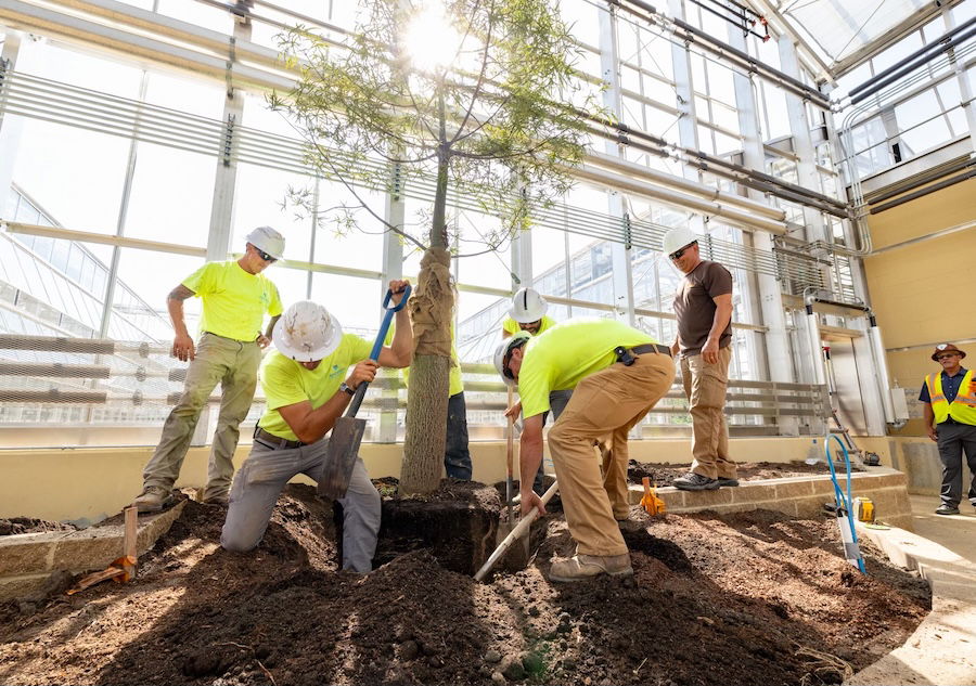 Crew members planting the tree