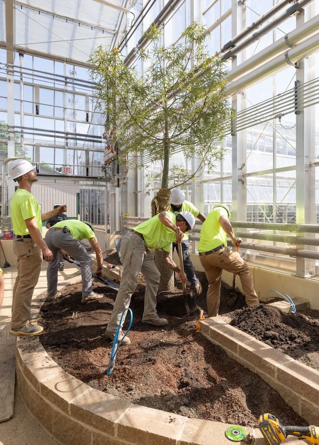 Crew members planting the tree