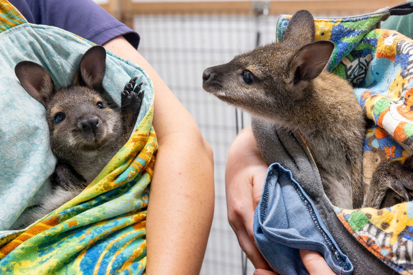 Baby wallabies