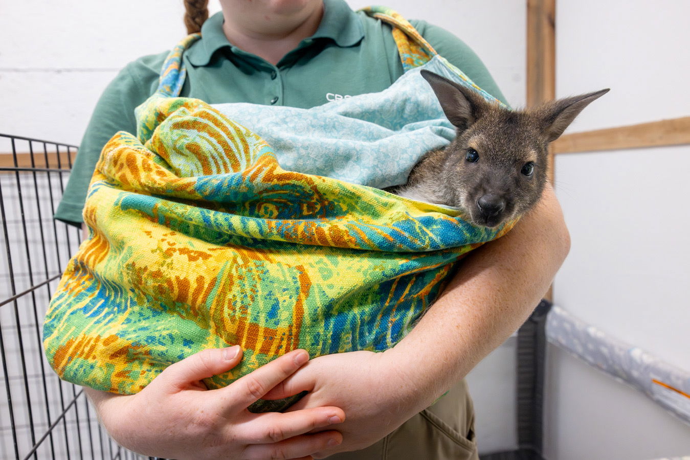 Baby wallaby