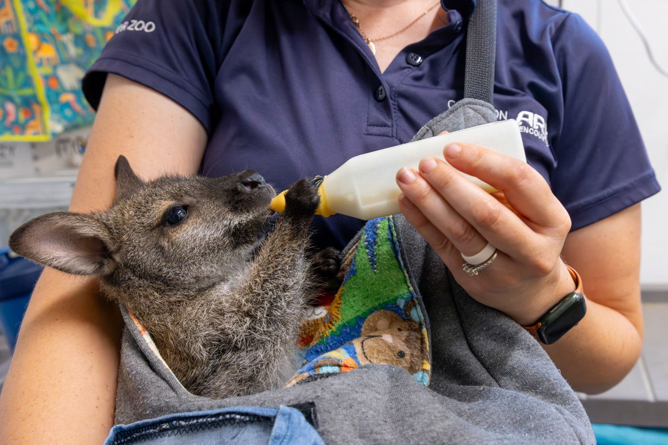 Baby wallaby feeding