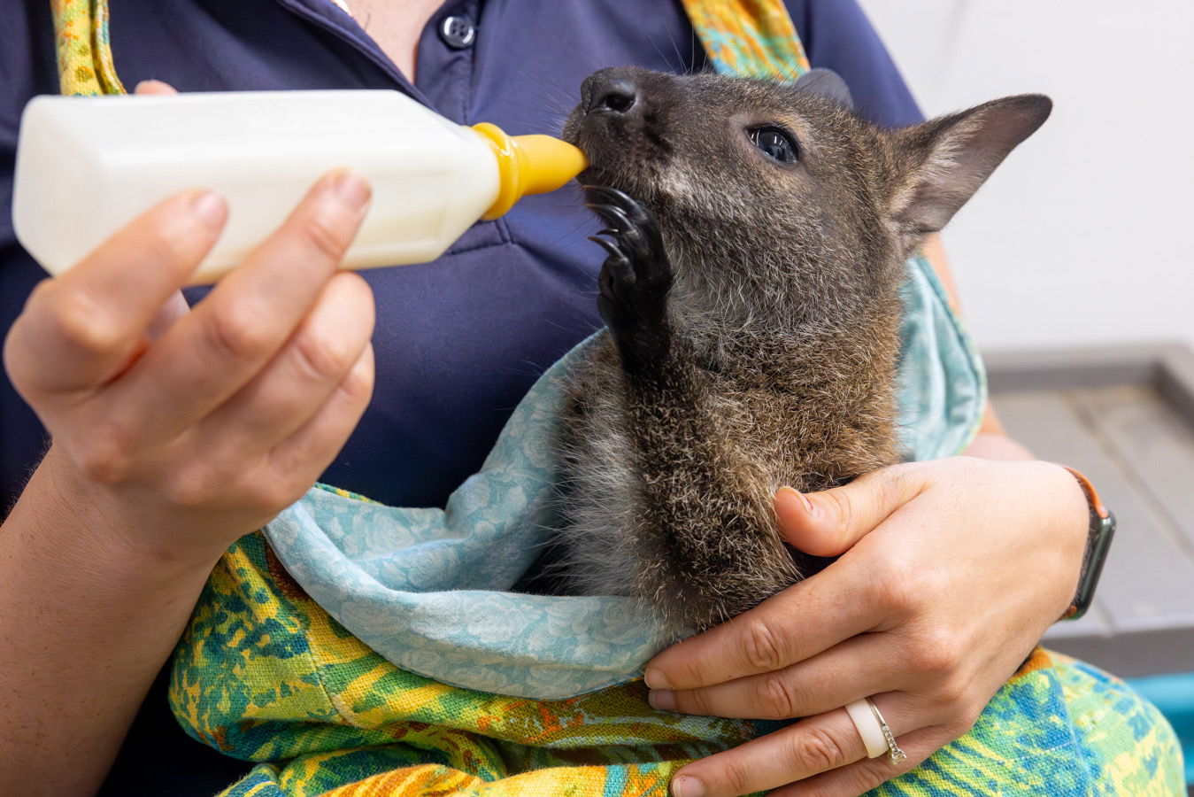 Baby wallaby feeding