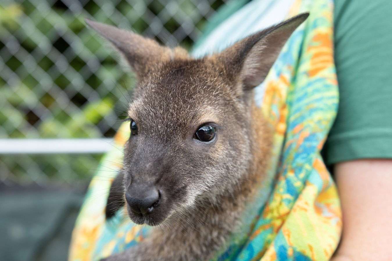 Baby wallaby