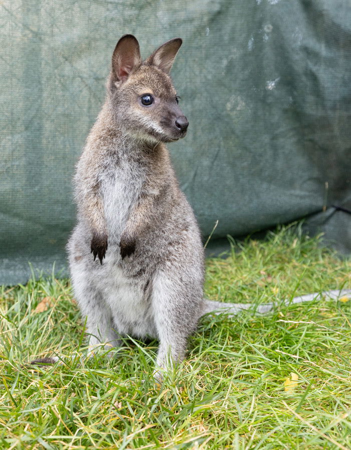 Baby wallaby