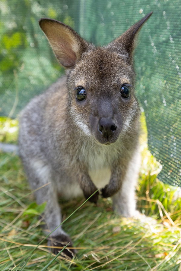 Baby wallaby