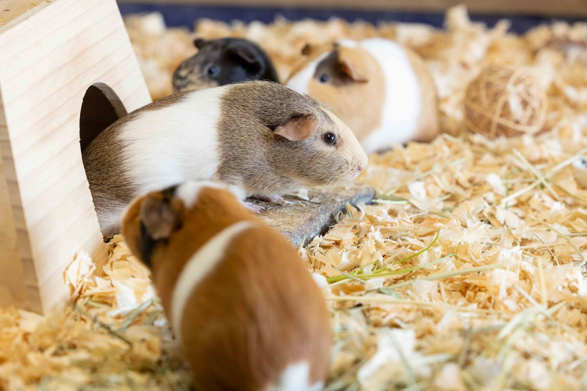 Guinea pigs