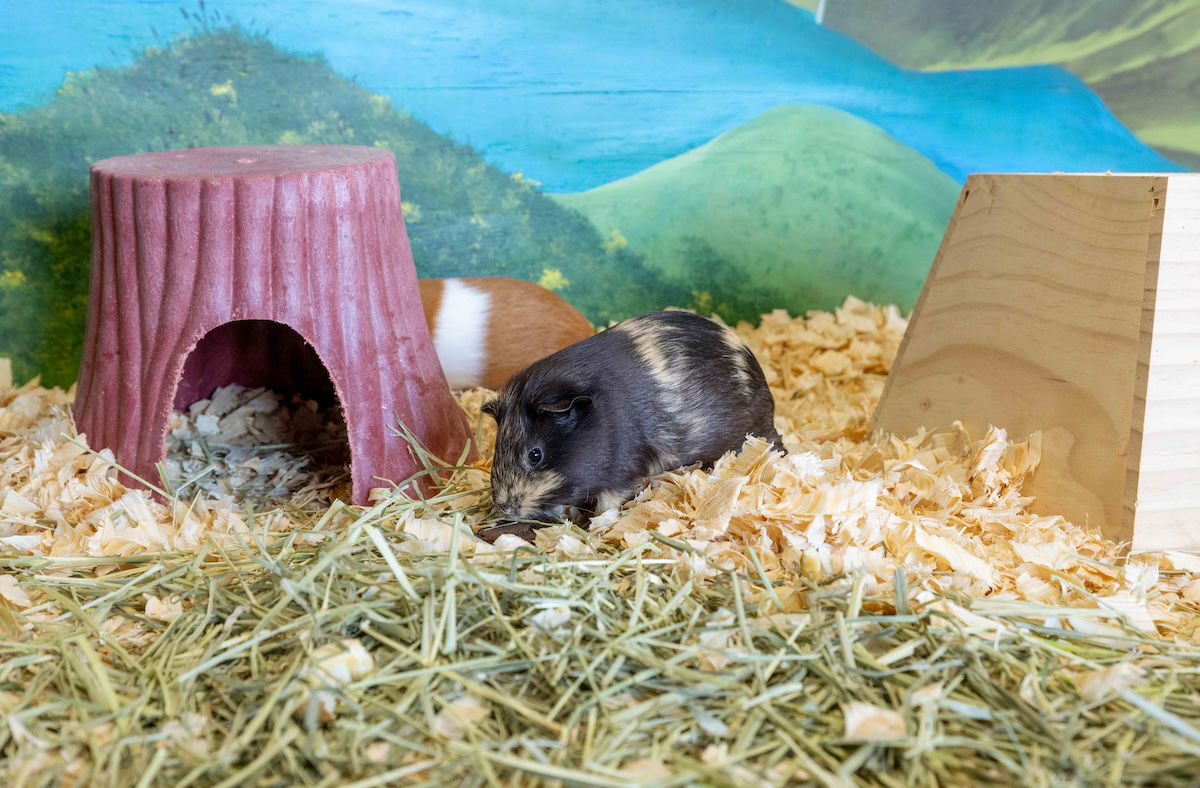 Guinea pigs