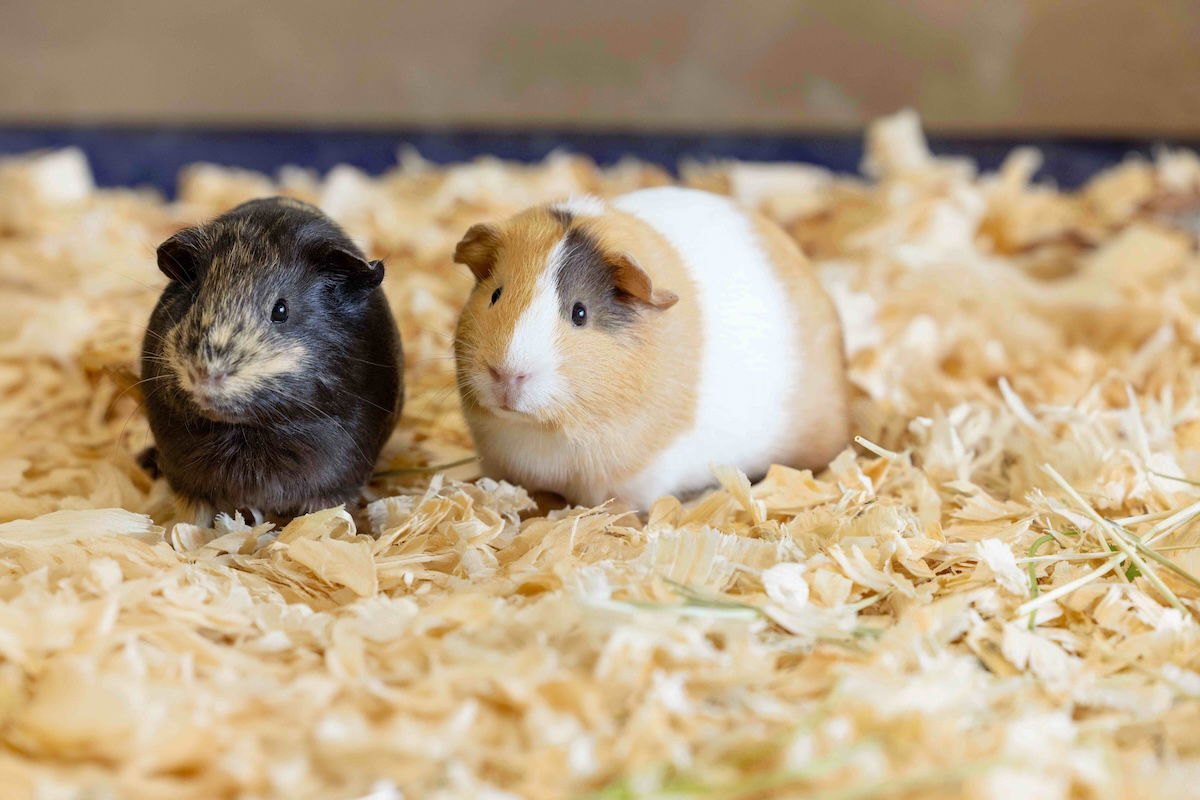 Guinea pigs