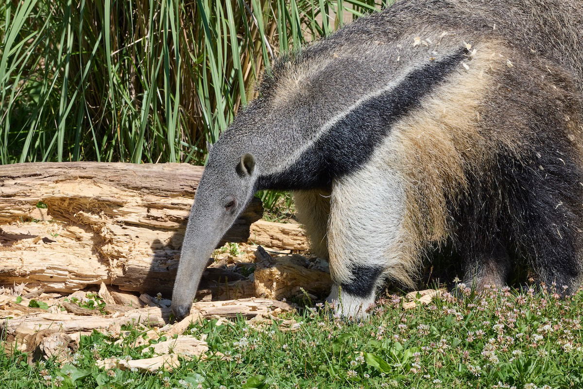 Anteater