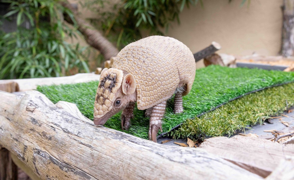 Baby armadillo