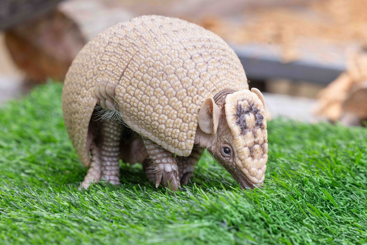 Baby Armadillo Born at the Ark | Answers in Genesis