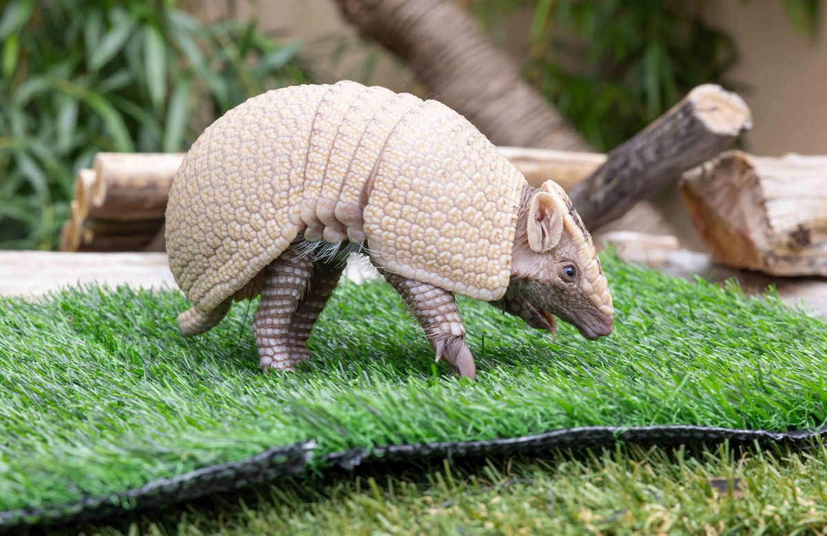 Baby armadillo