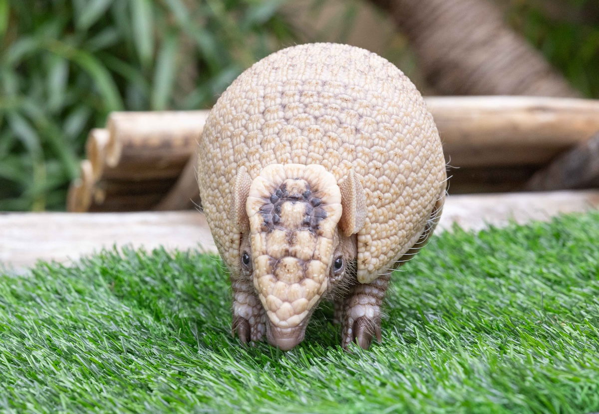 Baby armadillo