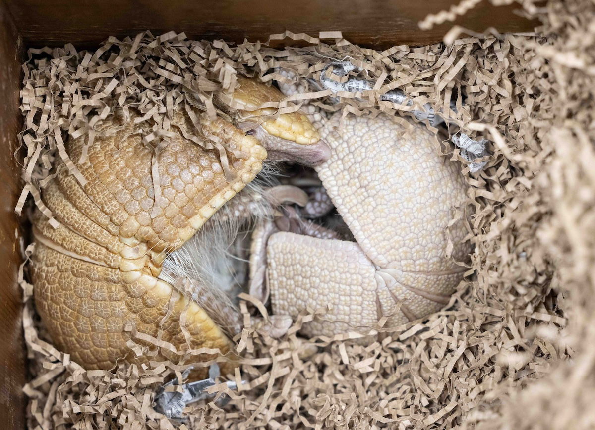 Baby armadillo